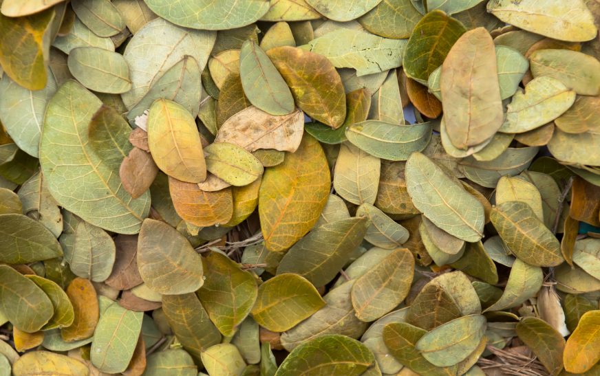 Health Benefits of Senna Leaves in Islamic Tradition