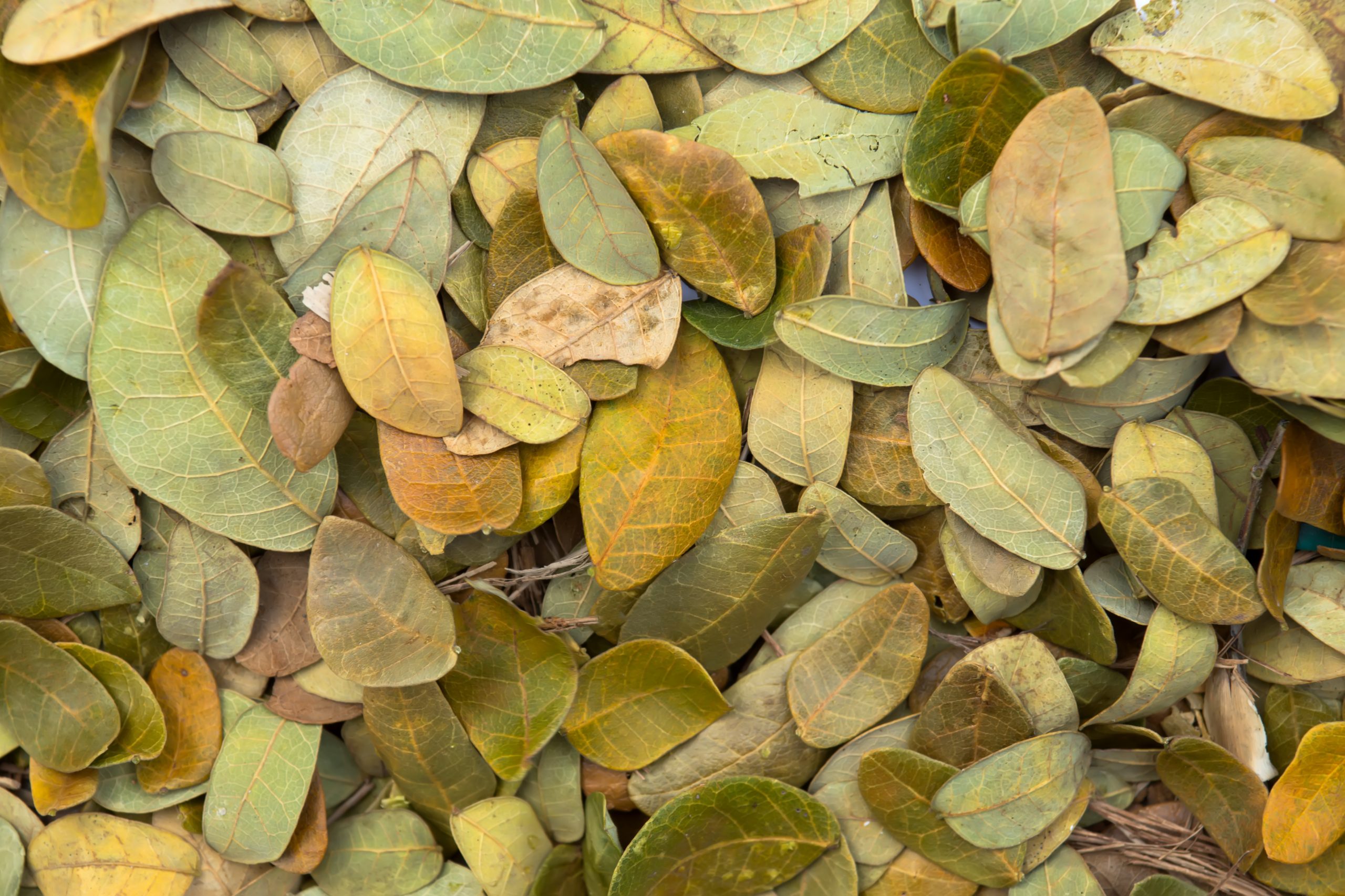 Health Benefits of Senna Leaves in Islamic Tradition